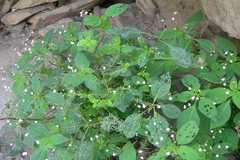 Impatiens brachycentra